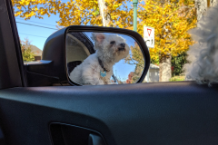 DogLife