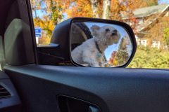 DogLife2