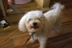 WalkTime